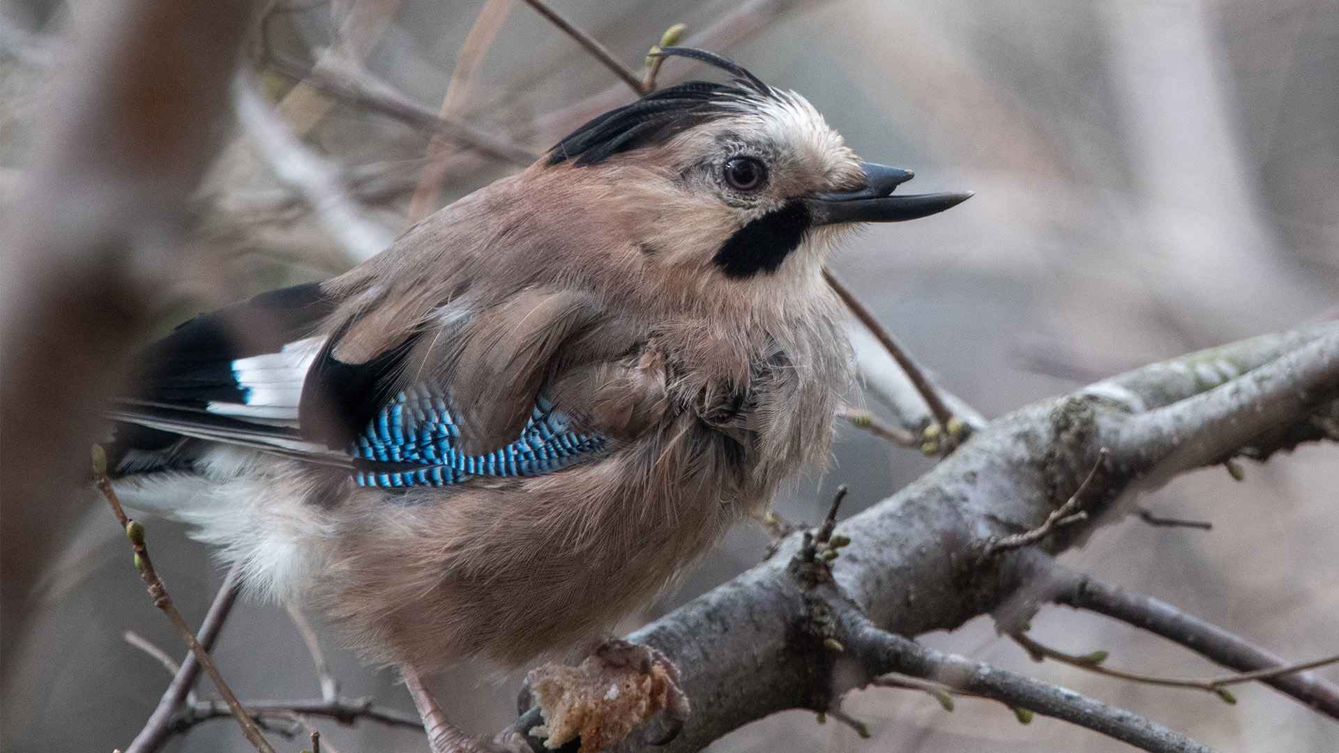 Eurasian Jay